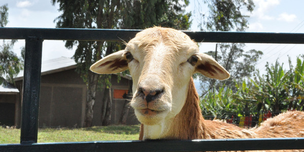 dona una pecorella (1)