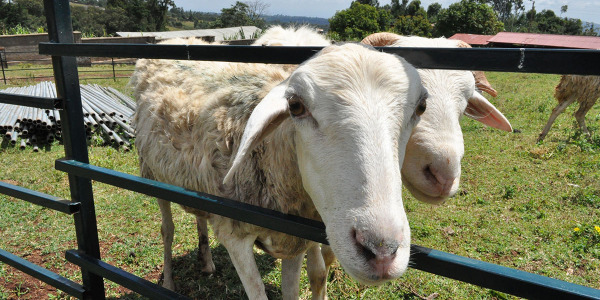 dona una pecorella (2)