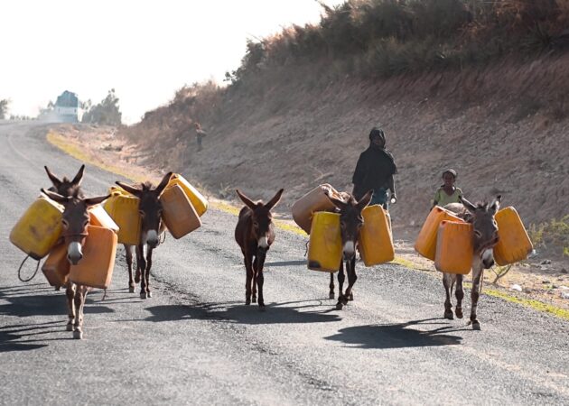 Perché gli animali sono indispensabili in Africa?